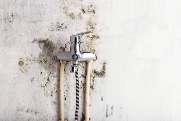 Best Mold Remediation Experts  in Hemet, CA
