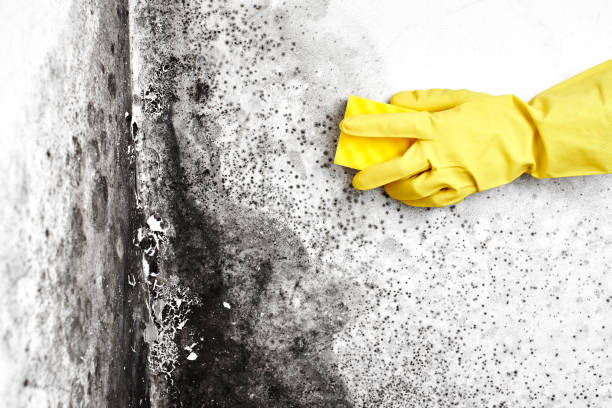 Best Toxic Mold Removal  in Hemet, CA