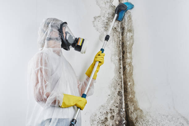 Best Mold Removal and Inspection  in Hemet, CA