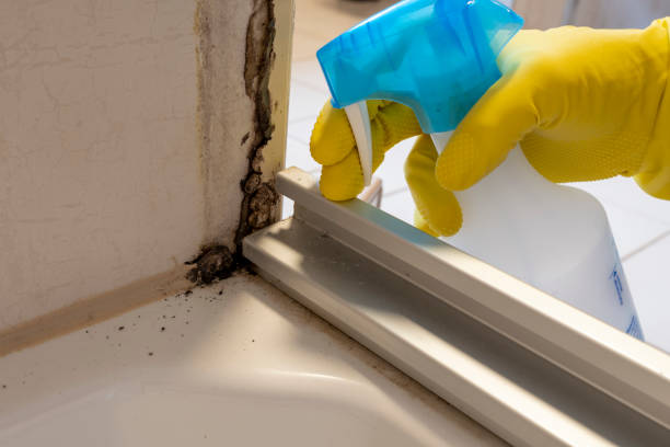 Best Mold Testing  in Hemet, CA