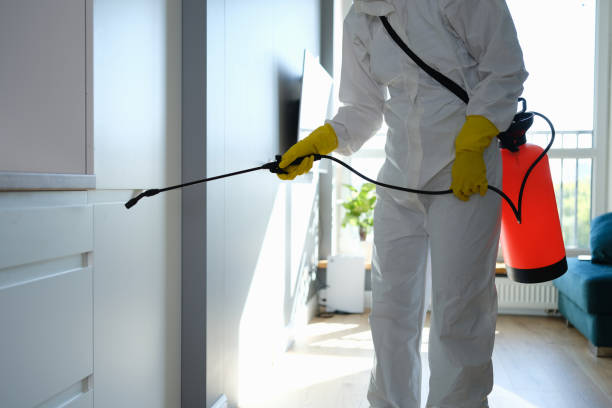Best Attic Mold Removal  in Hemet, CA