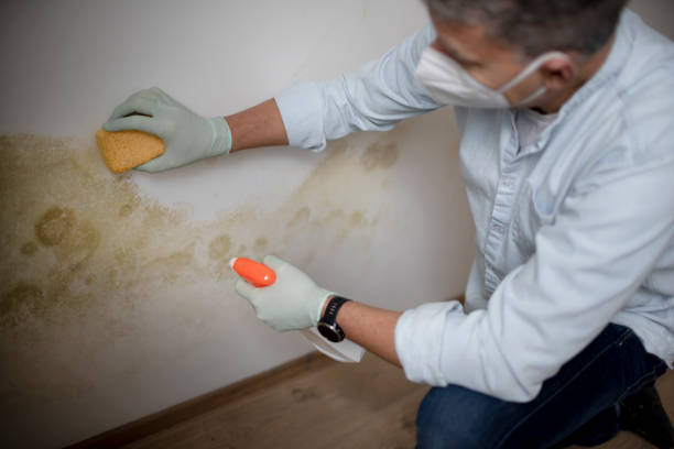Best Home Mold Removal  in Hemet, CA
