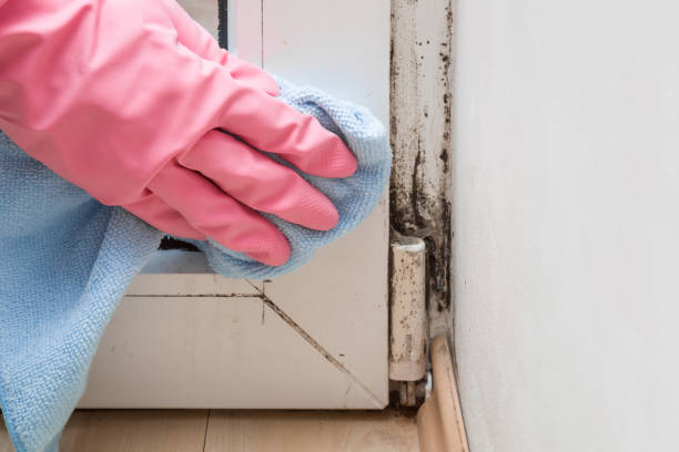 Best Crawl Space Mold Removal  in Hemet, CA
