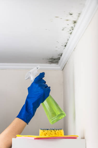 Best Mold Remediation  in Hemet, CA