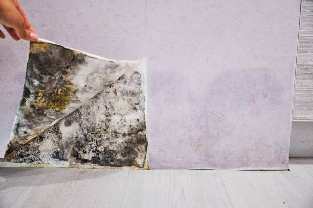 Trusted Hemet, CA Mold Removal Experts